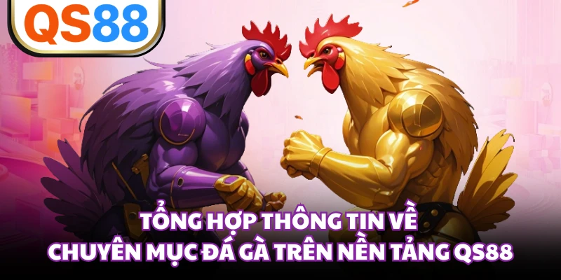 Tổng hợp thông tin về chuyên mục đá gà trên nền tảng QS88